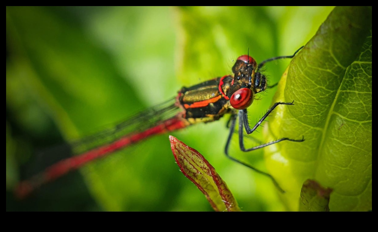 Momente macro: Camere foto pentru aventuri fotografice de aproape